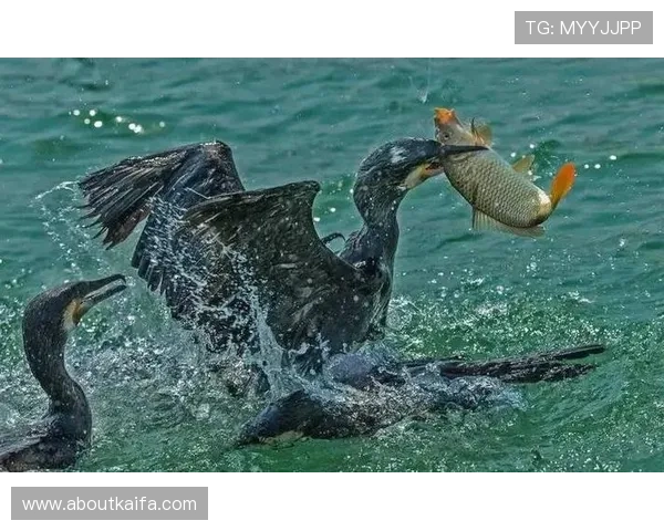 K8捕鱼下载便捷流程，快速安装开启海底捕鱼盛宴